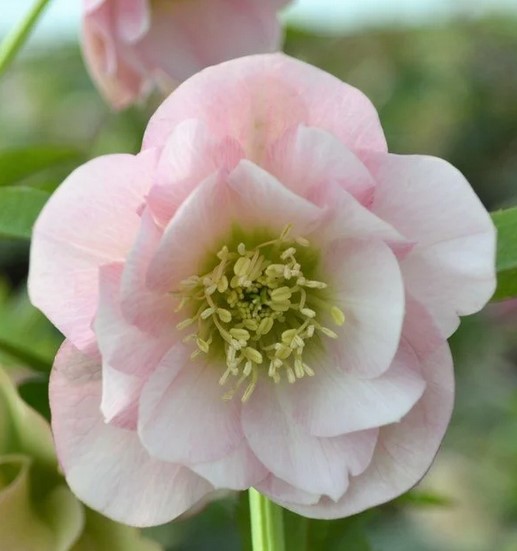 40 интересных фактов о морознике