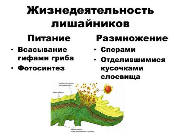 Лишайники: особенности строения, питания и размножения