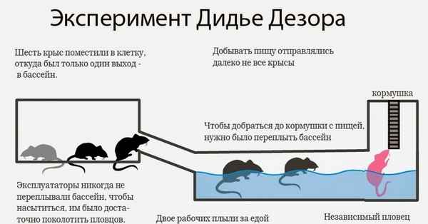 ИЕРАРХИЯ У КРЫС  ЕГЭ biologia's Blog