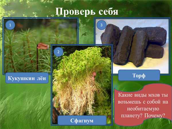 Моховидные: кукушкин лен, сфагнум. Образование и значение торфа