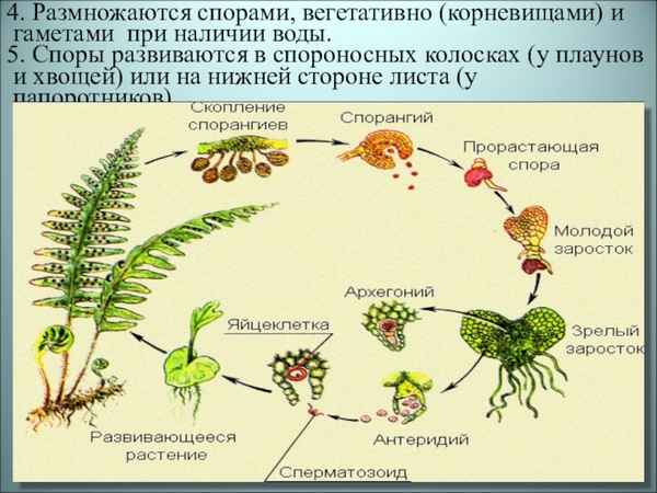 Папоротники, хвощи, плауны. Строение, размножение и развитие