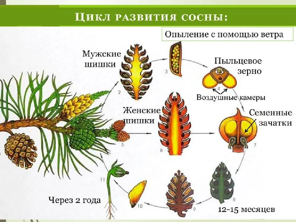 Сосна. Размножение, опыление, строение шишек и семян сосны