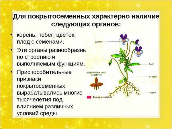 Покрытосеменные или цветковые растения