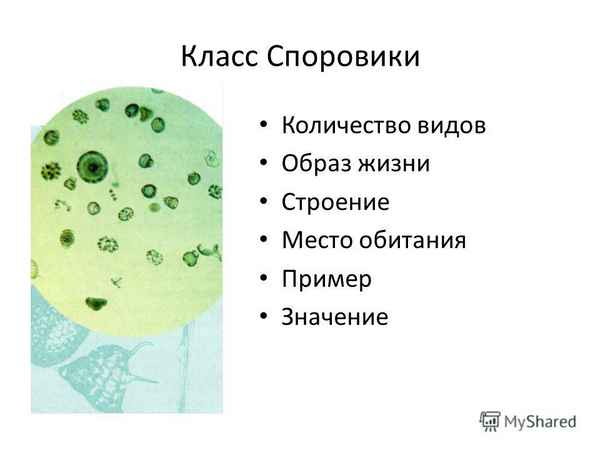 Класс Споровики. Представители, особенности строения, образ жизни