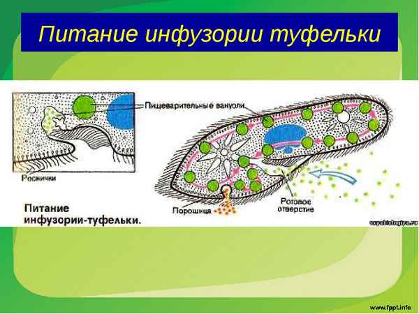 Строение инфузории-туфельки. Питание, размножение, значение