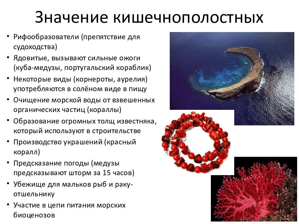 Тип Кишечнополостные. Виды, строение, значение в природе