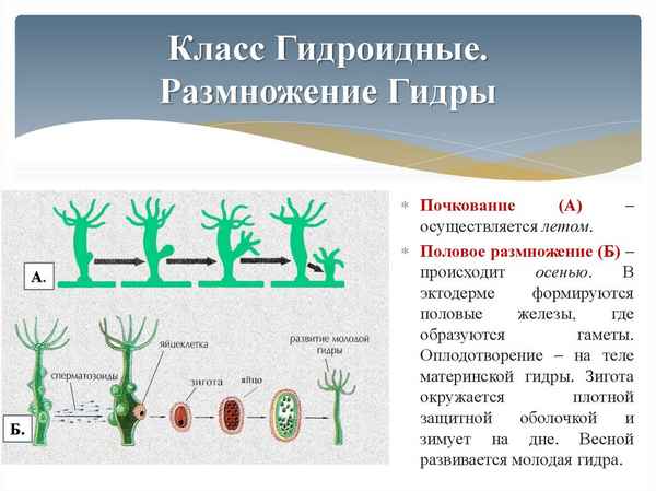 Гидра: системы органов, регенерация, способы размножения