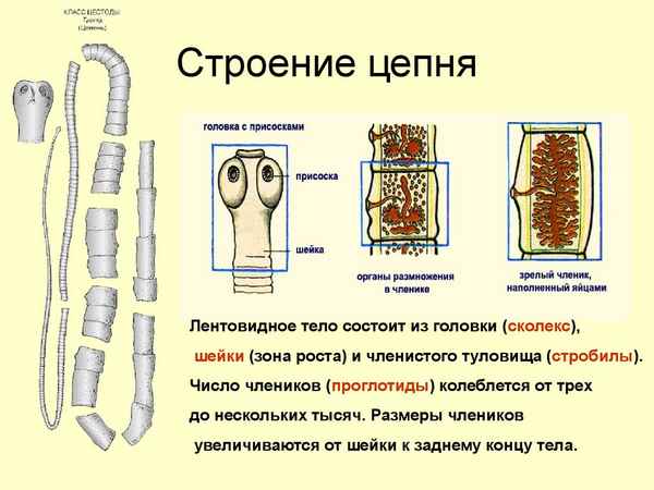 Ленточные черви. Строение на примере цепня бычьего