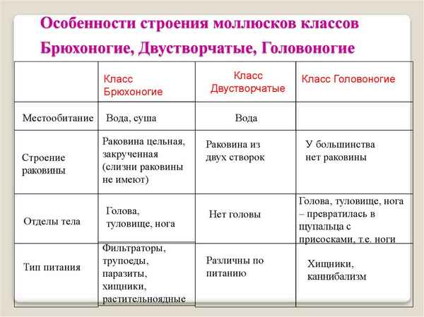 Тип Моллюски. Особенности строения, значение для человека