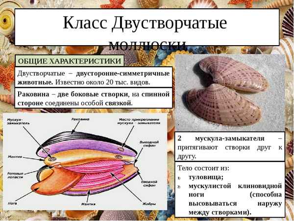 Класс Двустворчатые: хаpaктеристика, системы органов, размножение