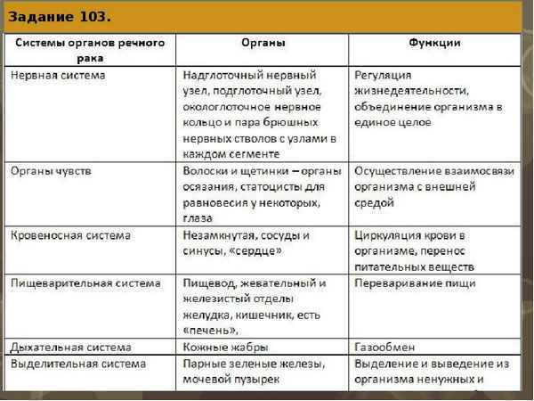 Класс Paкообразные: строение, системы органов, значение в природе