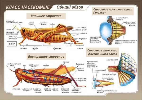 Класс Насекомые. Внешнее и внутреннее строение, размножение