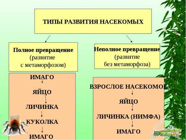 Насекомые с полным и неполным превращением