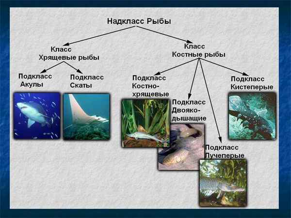 Многообразие рыб