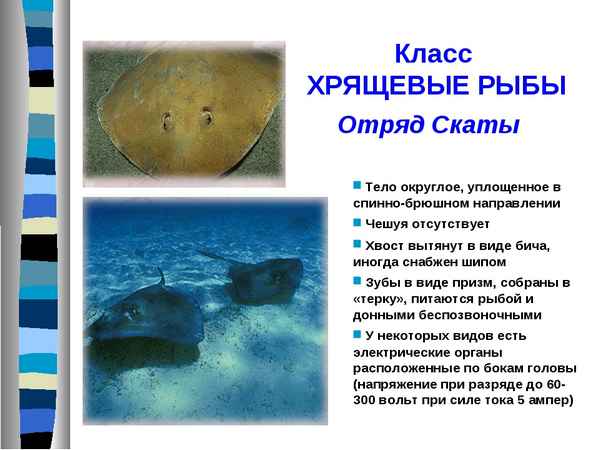 Надотряд скаты. Строение, размножение, значение для человека