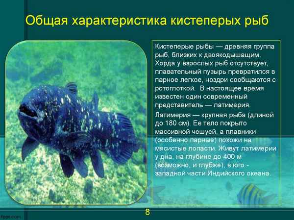 Кистеперые рыбы. Общая хаpaктеристика, строение и образ жизни