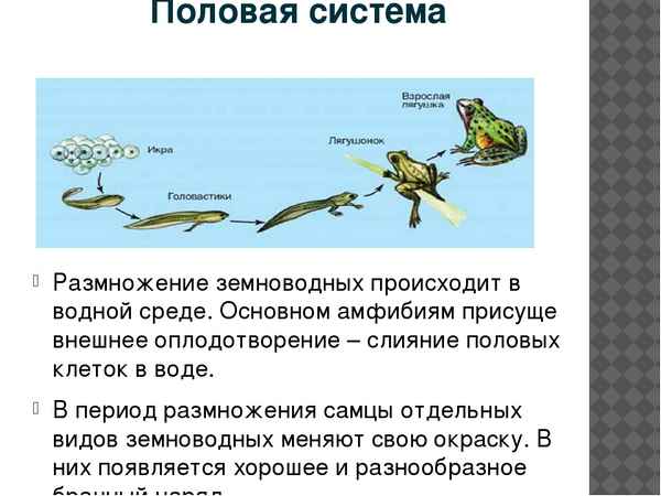 Земноводные или амфибии: строение, размножение, происхождение