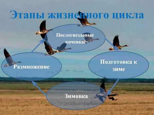 Сезонные явления в жизни птиц: гнездование, кочевки и перелеты