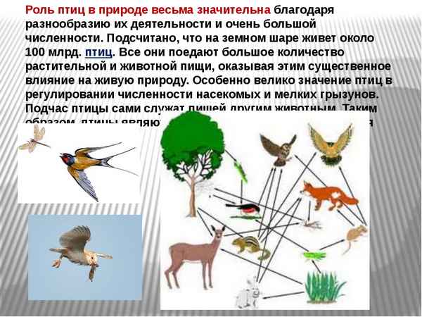 Многообразие птиц. Значение птиц в природе и жизни человека