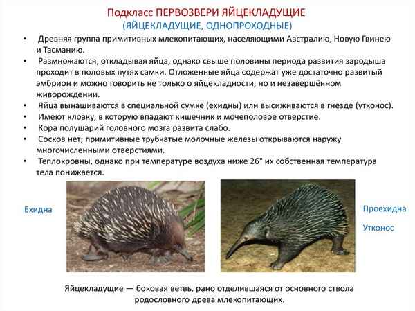 Отряд Однопроходные (Яйцекладущие). Общая хаpaктеристика