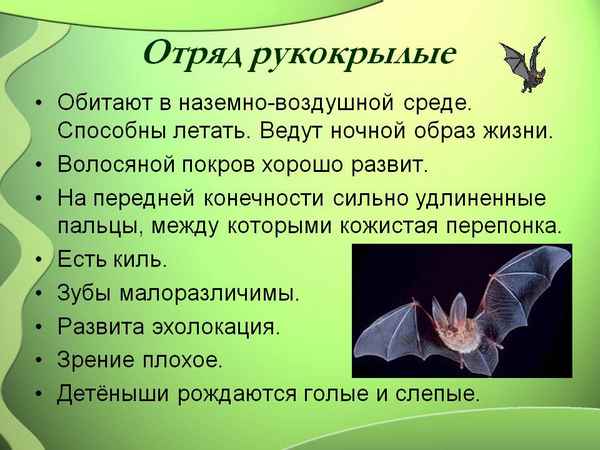 Отряд Рукокрылые - общая хаpaктеристика и особенности строения