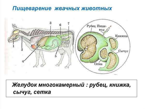 Жвачные животные. Особенности строения пищеварительной системы