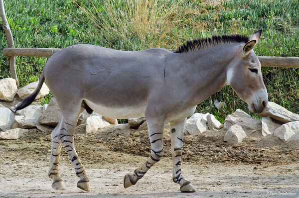 Отряд Непарнокопытные, породы домашних лошадей