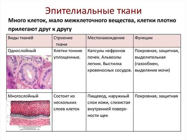Эпителиальная ткань, функции и особенности строения эпителия