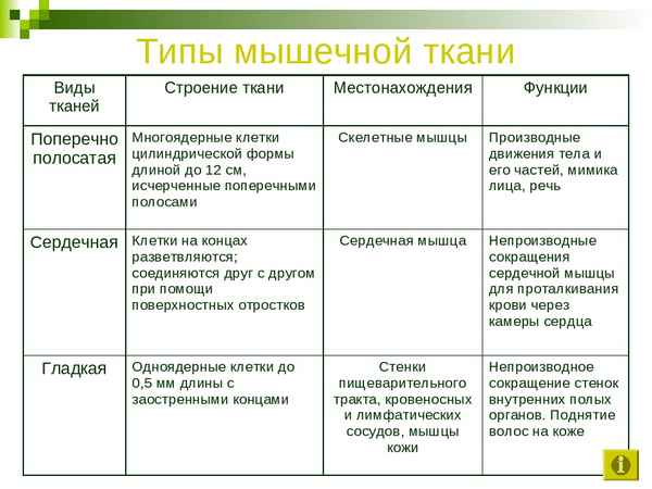 Мышечная ткань: виды, свойства, особенности строения и функции