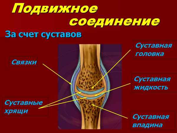Строение и состав костей человека, их соединение и строение сустава