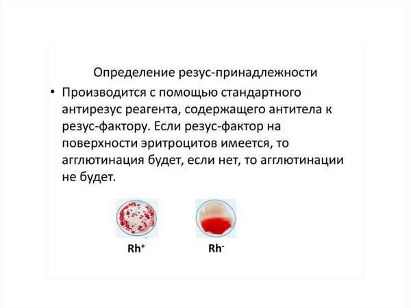 Группы крови и резус-фактор. Методы определения и совместимость