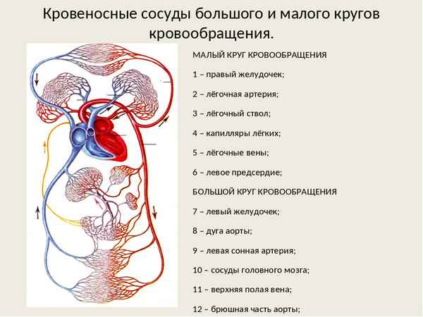 Кровообращение. Большой и малый круги кровообращения, сосуды