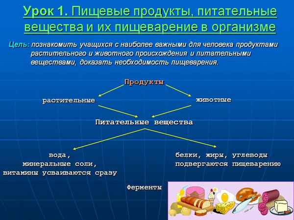 Пищеварение человека, виды и состав продуктов, добавки