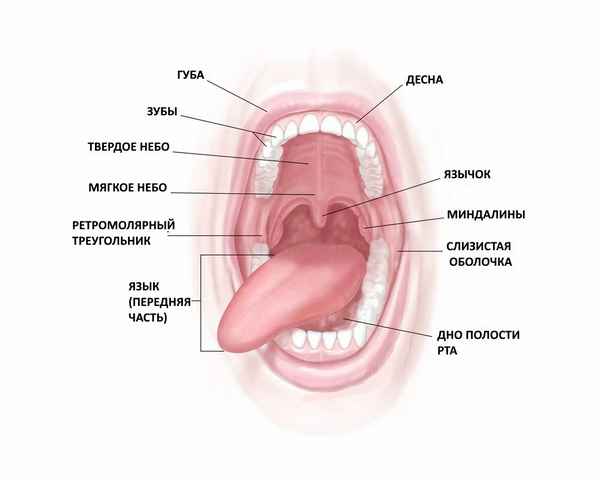 Строение ротовой полости: зубы, язык, слизистая оболочка и слюна