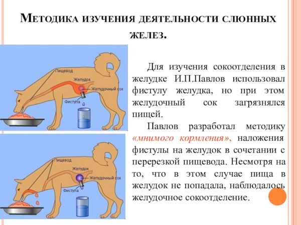 Изучение слюнных желез и пищеварения желудка, методы Павлова