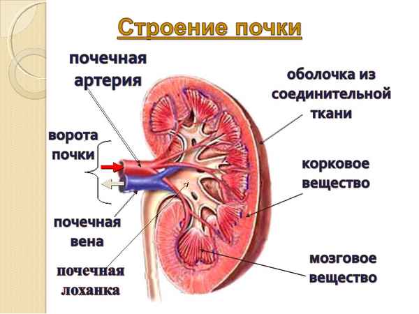 Выделительная система человека. Строение и функции почек