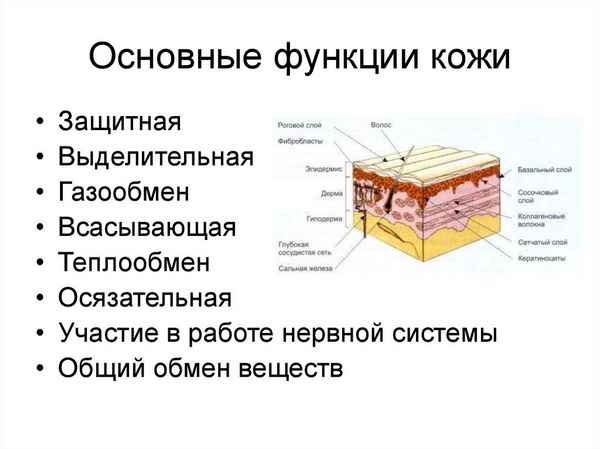Строение и функции кожи человека. Основные слои кожи
