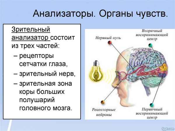 Анализаторы. Органы чувств человека и их основные функции