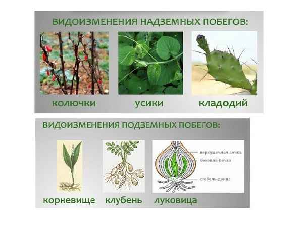 Видоизменения наземных побегов  Биология