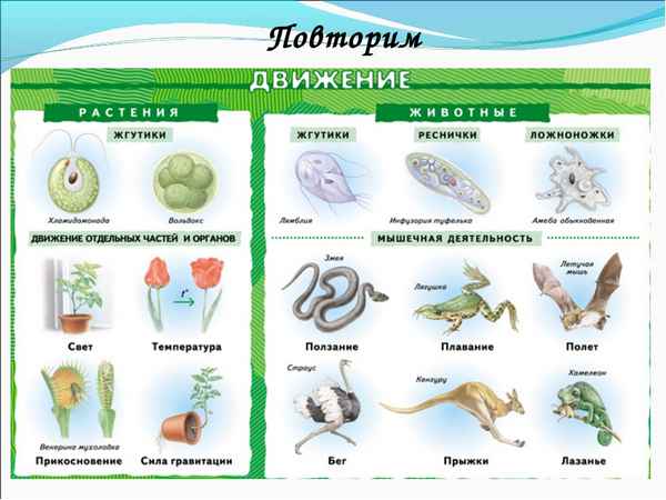 Движение живых организмов  Биология