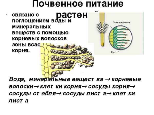 Почвенное питание растений  Биология