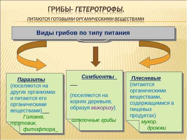 Питание бактерий и грибов  Биология