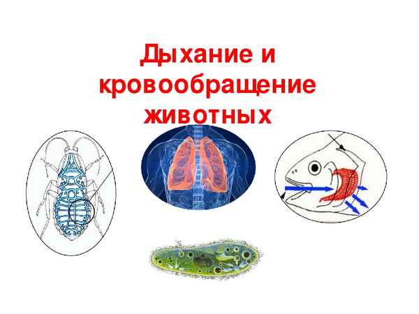 Дыхание и кровообращение животных  Биология