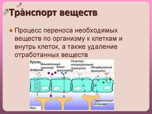 Tрaнcпорт веществ  Биология