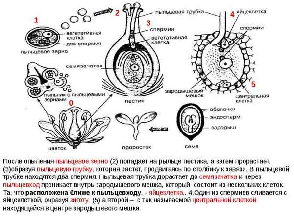 Оплодотворение у растений. Семена и плоды.  Биология