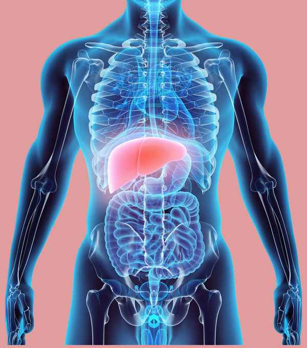 Организм — единое целое  Биология