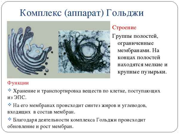 Комплекс (аппарат) Гольджи, строение и функции