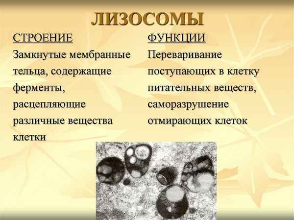 Лизосомы. Строение и функции в клетке