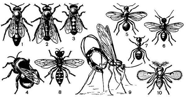 Отряд Перепончатокрылые, представитель - медоносная пчела