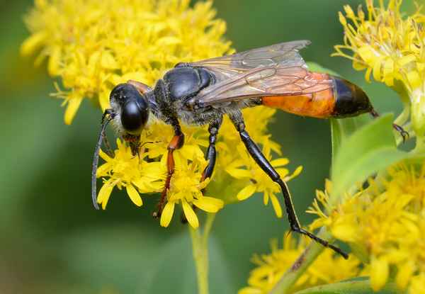 Инстинкты насекомых на примере осы Сфекс и Наездника